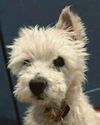 Man sentenced over 'emaciated dog' Man sentenced over 'emaciated dog'