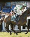 Horse with 'no more to give' dies three days after National collapse Horse with 'no more to give' dies three days after National collapse