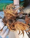 Lifetime ban for woman who starved her dogs to skin & bone Lifetime ban for woman who starved her dogs to skin & bone