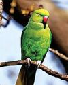 Parakeets causing a bit of a squawk Parakeets causing a bit of a squawk