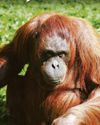Zoo saddened by death of 'iconic' orangutan Leonie Zoo saddened by death of 'iconic' orangutan Leonie