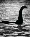 Nessie IS real Nessie IS real
