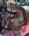 Crack-coon! Crack-coon!