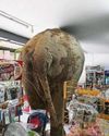 Unexpected elephant in the bagging area...5