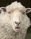 EWE STINKER!46