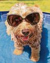 Keep animals cool as heatwave hits46