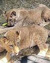 UK wildlife park saves 3 lion cubs from war32