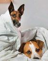 Will 'sleep divorce' over dogs lead to end of our sex life?46