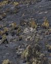 WILDFIRES COULD BE ON WAY TO IRELAND NEXT...6