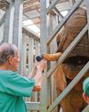 Elephant dentist Peter is up to tusk49