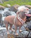 Be pooch positive48