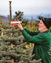 GROW HO HO FOR XMAS TREE BOOM25