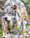 Youth not howling mad about possible return of wolves.. Youth not howling mad about possible return of wolves..33