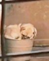 CRUEL PUG OWNER HAS GONE TO POT48