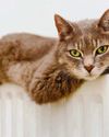 Weight-loss risk in cats55