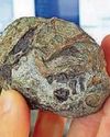 Egg a window into earliest mammals48