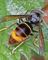 Public urged to report any sightings of Asian hornet36