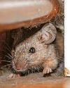 Big jump in callouts to kill rodents14