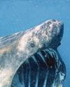 BASKING IN WARM SEAS SPELLS DOOM48