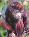 Dublin Zoo reopening historic Rainforest House42