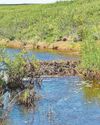 ARCTIC BEAVERS ARE A DAM SIGHT54