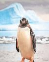 Ocean heat threatens Antarctic 'disaster' Ocean heat threatens Antarctic 'disaster'33