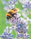 Plants to help with hay fever Plants to help with hay fever30