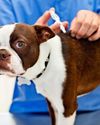 Gift of the jab for dogs Gift of the jab for dogs52