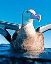 Albatross & petrel face extinction Albatross & petrel face extinction19