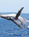 Humpbacks in record treks from Oz to Brazil14