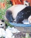 Panda plays it cool37
