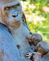 IN PRIMATE OF LIFE AFTER C-SECTION...32