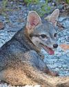 FANTASTIC MISSING FOX... FANTASTIC MISSING FOX...36