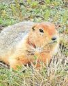 Arctic clues squirrelled away in poo Arctic clues squirrelled away in poo32