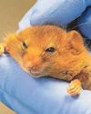 Tiny dormice get check-ups before release into wild Tiny dormice get check-ups before release into wild49