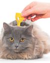 Keep your cat flea free Keep your cat flea free55