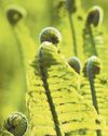 Right time to learn how to handle a fern39