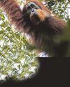 'NEW' ORANGUTAN FACING EXTINCTION 'NEW' ORANGUTAN FACING EXTINCTION36