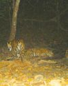 Tiger, cubs spotted in Tak reserve8