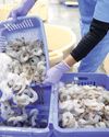 Indian shrimp exports in troubled waters after Trump tariffs Indian shrimp exports in troubled waters after Trump tariffs