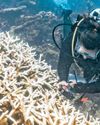 Coral bleaching hits 84% of world's reefs Coral bleaching hits 84% of world's reefs