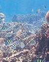 Marine dept claims success in saving bleached coral Marine dept claims success in saving bleached coral