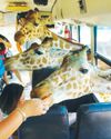 Domestic tourist subsidy faces delay Domestic tourist subsidy faces delay