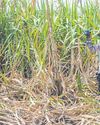 Banks help sugar farmers combat PM2.5 Banks help sugar farmers combat PM2.5