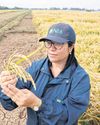 Drought-hit Chile finds less-thirsty rice strain68