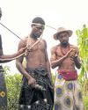 Gabon longs to cash in on sacred hallucinogenic remedy found in plant roots Gabon longs to cash in on sacred hallucinogenic remedy found in plant roots