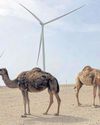 UK supports autonomy plan for Western Sahara19