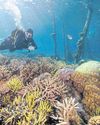 Govt to shut Raja Ampat mines18