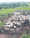 Why Brazil’s ‘King of Cattle’ has joined a plan to save Amazon56