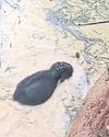 Daring pond rescue for baby elephant6